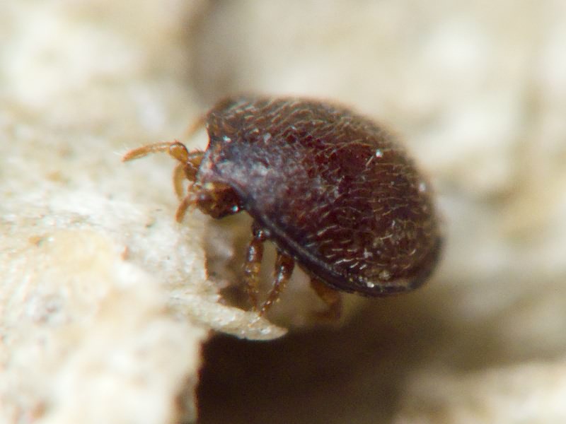 Uropodidae Kramer, 1881